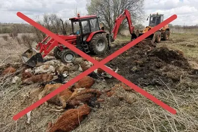 мертвые животные